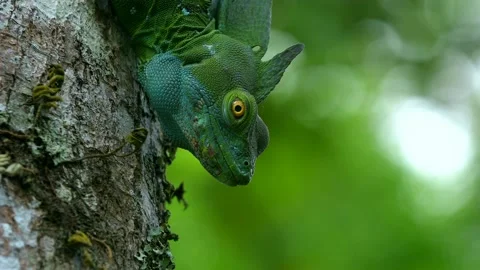 Reptile in a tree trunk Video stock 155175300