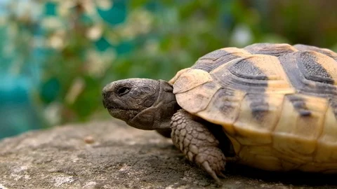 Reptile Turtle head motion close up while breathing, with eyes and shell details Stock Footage 107789229