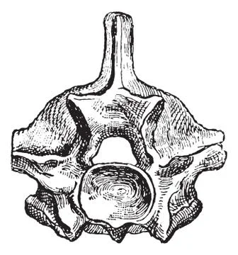 Reptile, Vertebra Python, vintage engraving. Stock Illustration