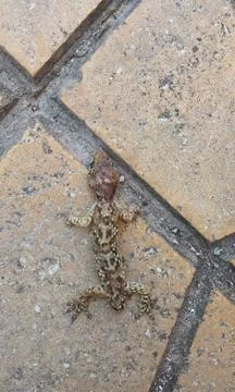 A reptile without tail Stock Photos