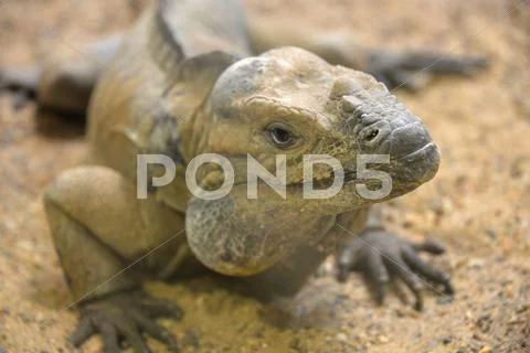 A reptile at the zoo in Antwerp Stock Photos