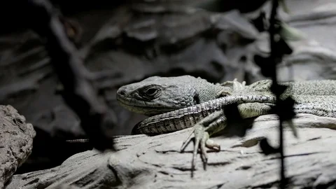 Reptile in the zoo Video stock 74876117