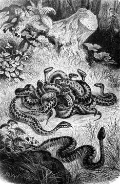 Reptiles Adder berus is a small to medium sized venomous snake of Eurasia from Stock Illustration