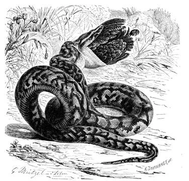 Reptiles african rock python Python sebae also known as rock python belongs to Stock-Illustration