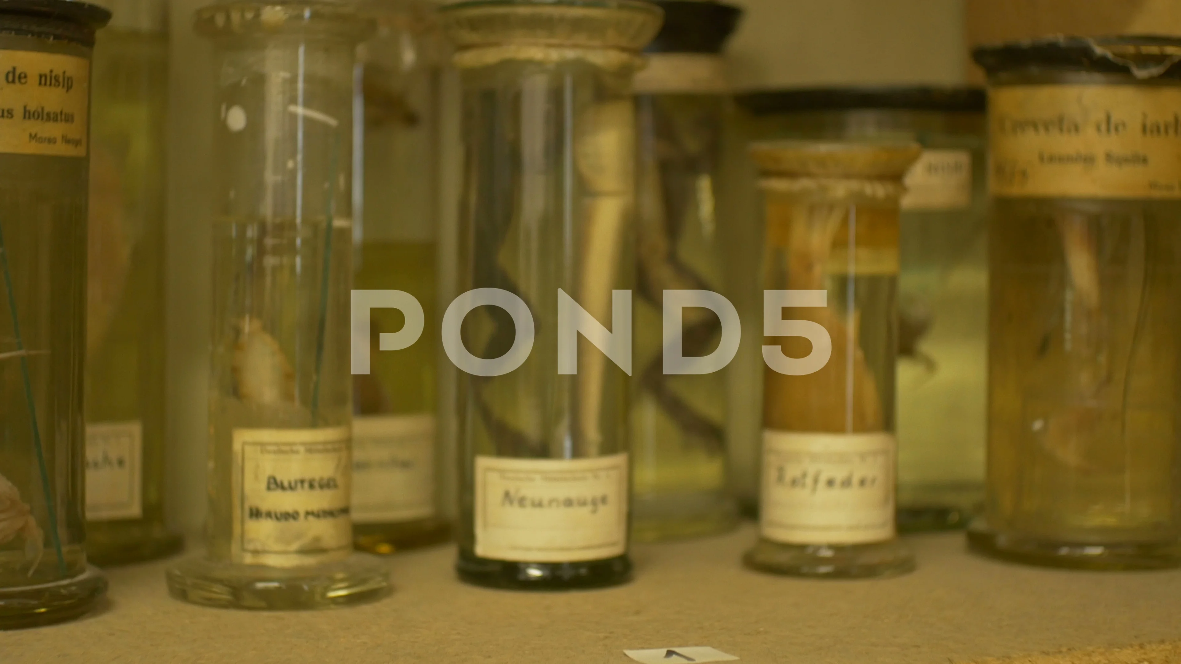 Reptiles and Sea Animals in Preservation | Stock Video | Pond5