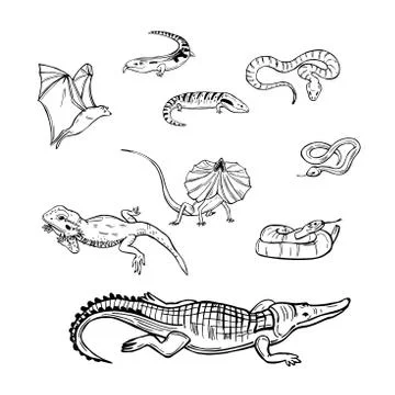 Reptiles australia.   Vector illustration. Illustrazione stock
