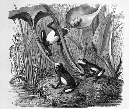 Reptiles The Blue Treecreeper also called Azure Treecreeper or Blue Poison Dart Stock Illustration