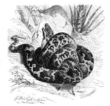 Reptiles Bright indian python Python molurus is a species of snake in the Illustrazione stock