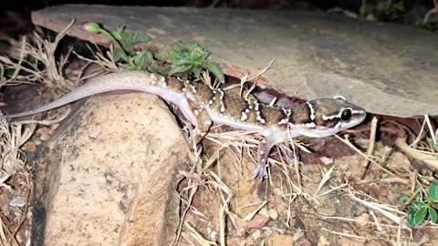 Reptiles close up Stock Footage 150917817