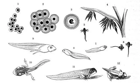 Reptiles Development of the eggs and larvae of the common frog Rana temporaria Stock Illustration