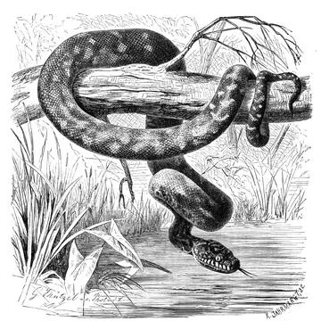 Reptiles Diamondback snake Diamond python Morelia Spilota Spilota Morelia Argus Stock Illustration