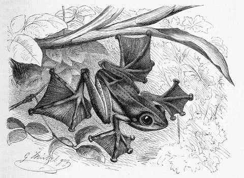 Reptiles Java Flying Frog Rhacophorus reinwardtii Historical digitally restored Illustrazione stock