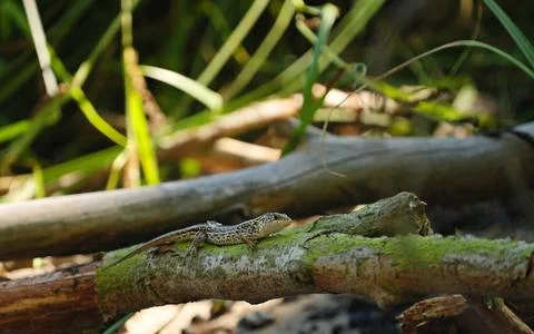 Reptiles lizard on a green tree trunk in a summer forest Stock Photos