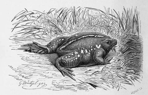 Reptiles Nose toad also called Nose frog or mexican burrowing toad Rhinophrynus Stock Illustration