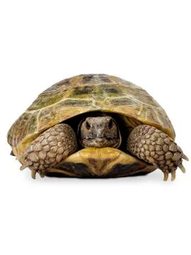 Reptiles Stock Photos