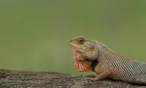 Reptiles Stock Photos