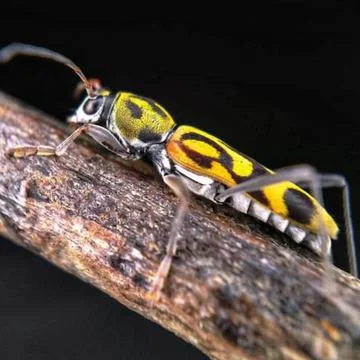 Reptiles Foto stock