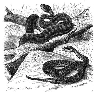 Reptiles Short Adder Tiger Snake Notechis scutatus nurseryfish curtus and Death Stock Illustration