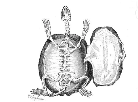 Reptiles Skeleton and shell of the turtle Historical digitally restored 스톡 일러스트