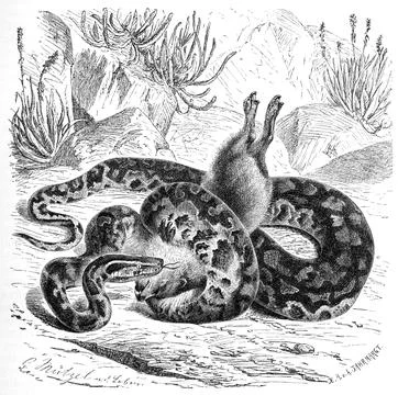 Reptiles Southern rock python Python natalensis is a species of snake in the 스톡 일러스트