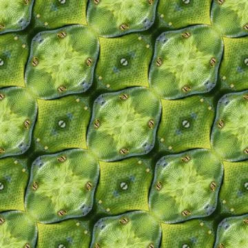 Reptilian Skin Texture Stock Photos