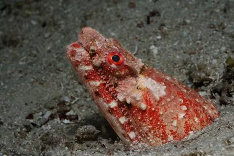 Reptilian snake eel Stock Photos