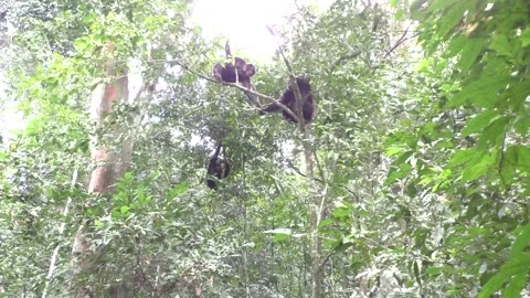 Republic of the Congo: Chimpanzees Mirror Human Conversational Patterns Thro... 스톡 동영상 280376778