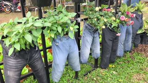 Repurposed denim jeans are creatively used as unique flower pots. The legs are Stock Footage 345476238