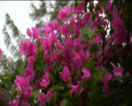 Rer flower  Stock Footage 557949