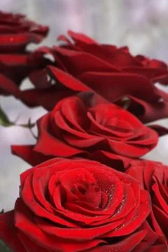 Rer roses Stock Photos