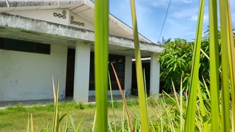 Rerumputan Stock Footage 210132452