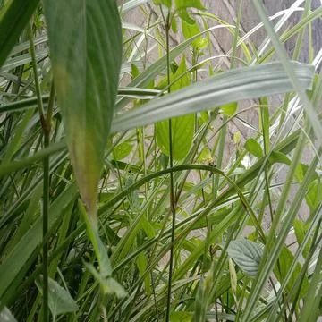 Rerumputan Stock Photos