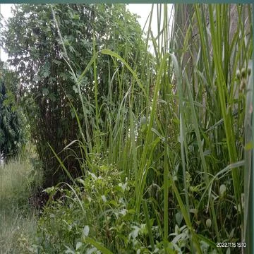 Rerumputan Stock Photos