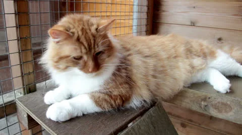 Rescue Cat Relaxing Video stock 23415909