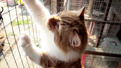 Rescue Cats Playing Video stock 23417090