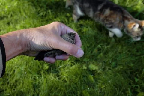 Rescue a chick from a cat 库存照片