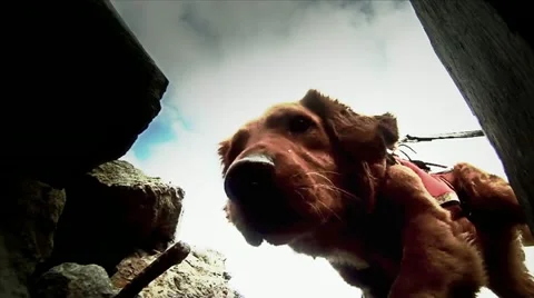 Rescue Dog finding body 스톡 동영상 10892539
