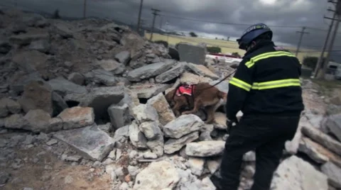 Rescue dog Stock Footage 10892544