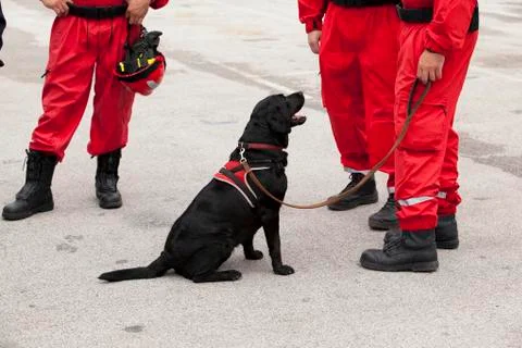 Rescue dog Foto stock