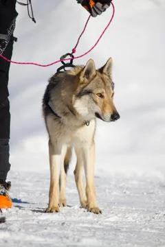 Rescue dog 스톡 사진