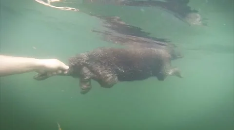 Rescue dog underwater Stock Footage