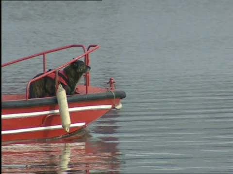 Rescue dog at work Stock Footage 637493