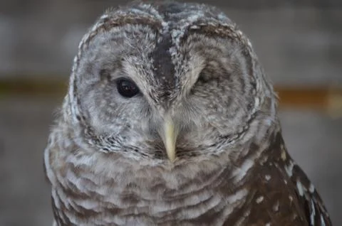 Rescue owl Foto stock