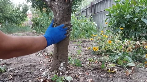 Rescue a tree. Stock Footage 159404258