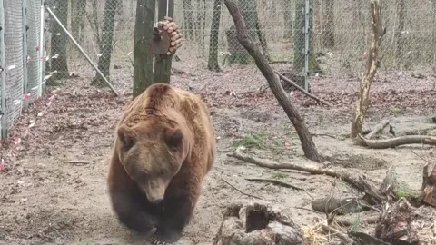 Rescue of two bears becomes a symbol of animal protection in Russian-invaded Ukr Video stock 296123743