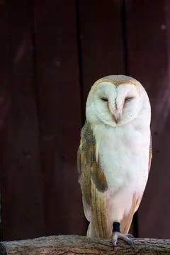 A rescued Barn Owl (Tyto Alba) perched on branch with band around leg. 스톡 사진