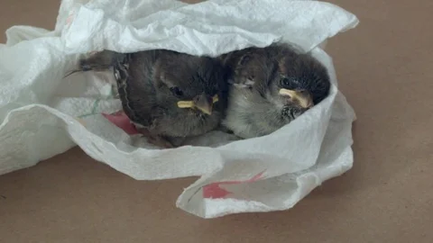 Rescued Birds Stock Footage 77216963