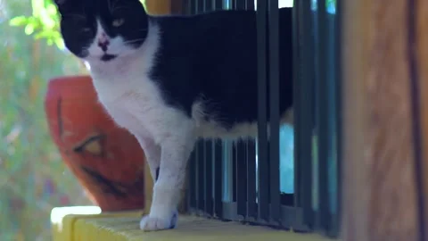 Rescued Black and White Cat Taking First Steps Outside Through Window Видео 343894455
