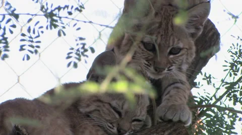 Rescued bobcat kittens sit in a tree at the Tucson Wildlife center in Tucson, AZ 스톡 동영상 55063052