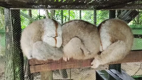 In a rescued cage, three slow lorises (Nycticebus)huddle together. Stock Footage 242439741